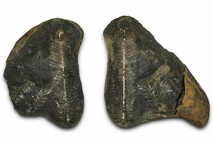 Fossil Fern (Pecopteris) Nodule Pos/Neg - Mazon Creek #331686